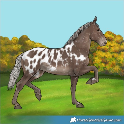 Horse Color:Silver Black Blanket 