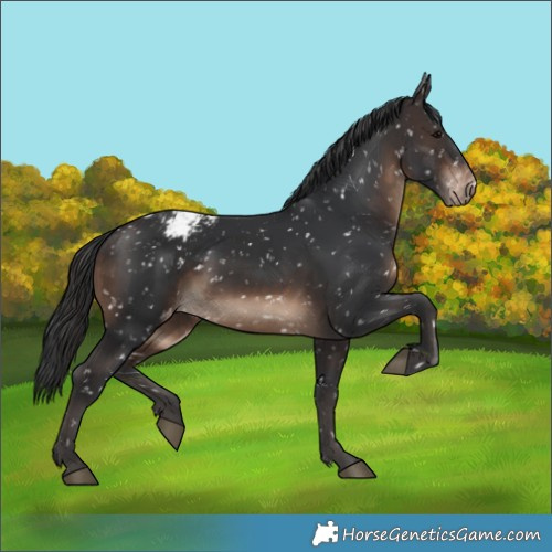 Horse Color:Brown Snowflake Varnish