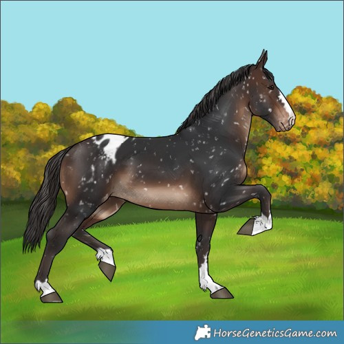 Horse Color:Brown Blanket 
