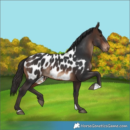 Horse Color:Brown Blanket 