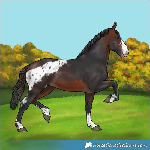 Horse Color:Bay Skewed LP Spotted 