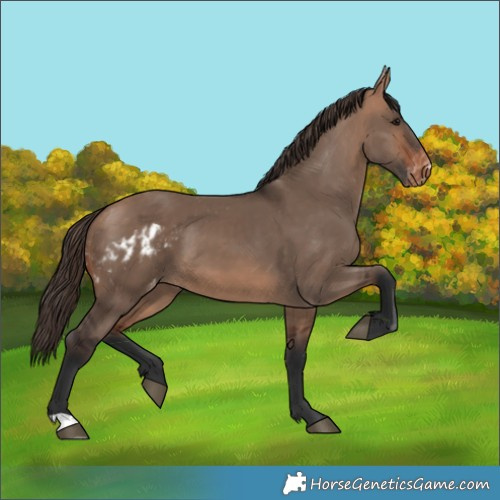 Horse Color:Bay Dun Skewed LP Spotted 