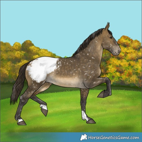 Horse Color:Buckskin Dun Snowcap 