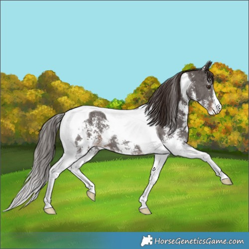 Horse Color:Liver Chestnut Sabino Tobiano 