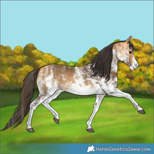 Horse Color:White Spotted Buckskin 