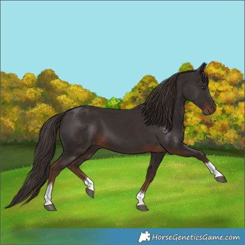 Horse Color:Liver Chestnut Tobiano 