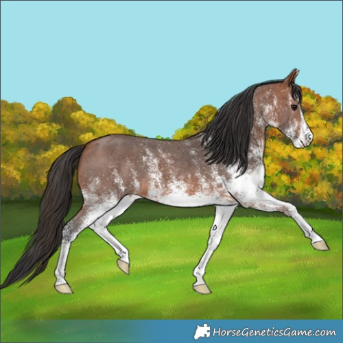 Horse Color:White Spotted Bay 