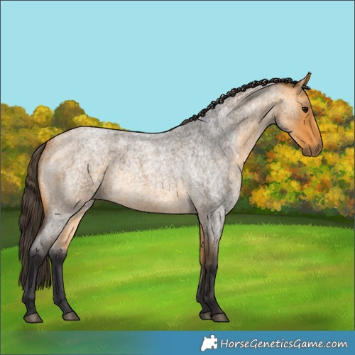 Horse Color:Buckskin Roan 