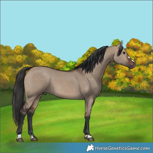 Horse Color:Brown Dun