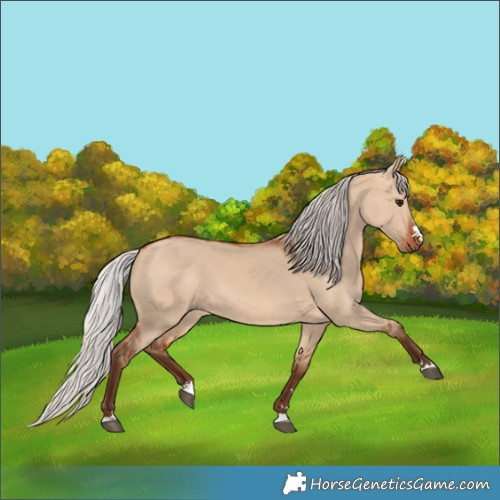 Horse Color:Silver Bay Dun 