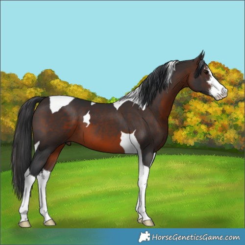 Horse Color:White Spotted Brown Tobiano