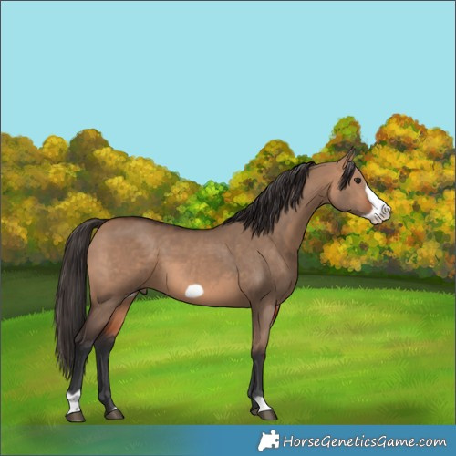 Horse Color:Bay Dun Frame 