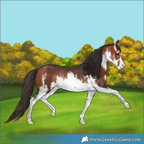 Horse Color:White Spotted Bay Rabicano 