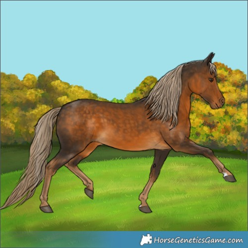 Horse Color:Chocolate Palomino 
