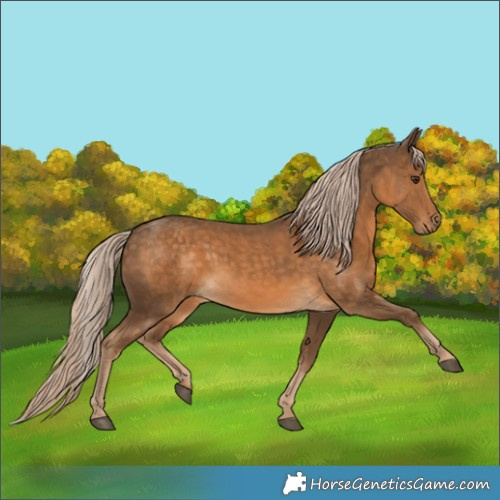 Horse Color:Chocolate Palomino 