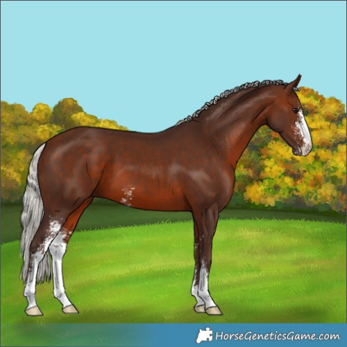 Horse Color:Silver Brown Sabino 
