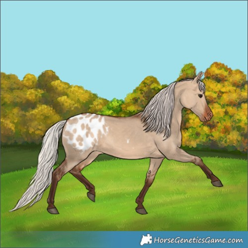 Horse Color:Silver Brown Dun Blanket 
