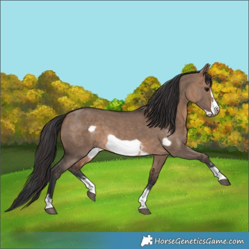 Horse Color:Brown Dun Sabino Frame 