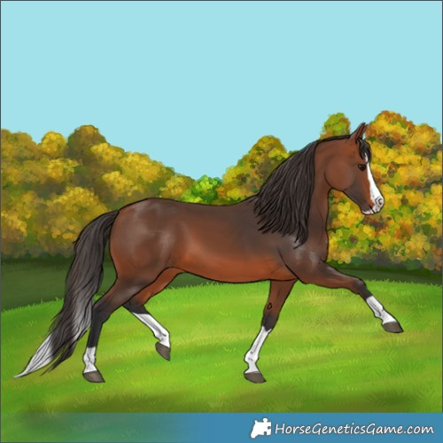 Horse Color:Bay Splash 