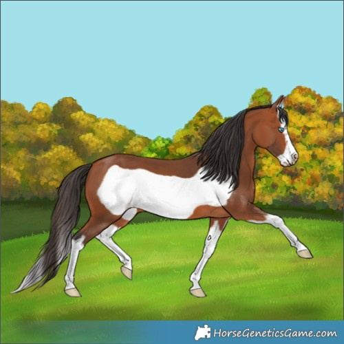 Horse Color:Bay Splash Frame 