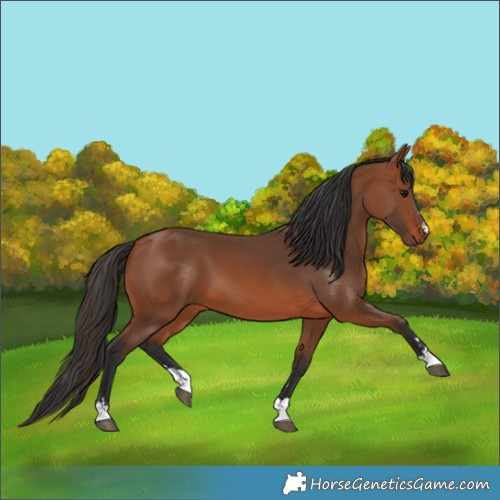 Horse Color:Bay 