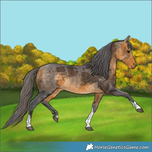 Horse Color:Buckskin Merle Tobiano 