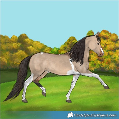 Horse Color:Bay Dun Tobiano 