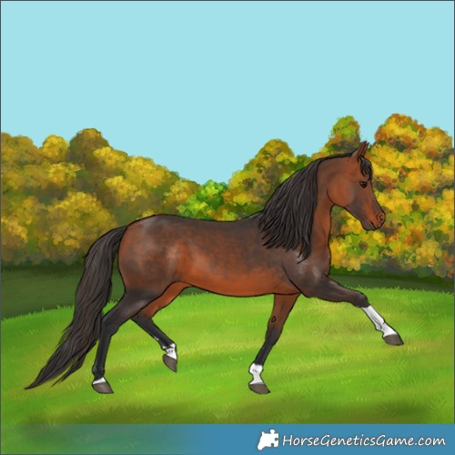 Horse Color:Bay Tobiano 