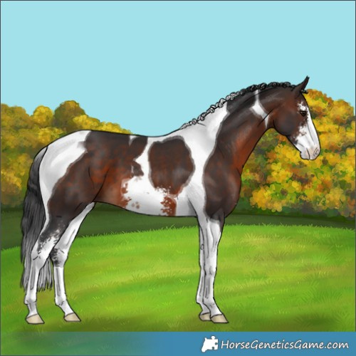 Horse Color:Brown Sabino Tobiano 