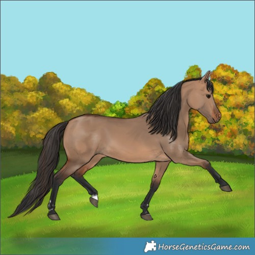 Horse Color:Bay Dun Rabicano 
