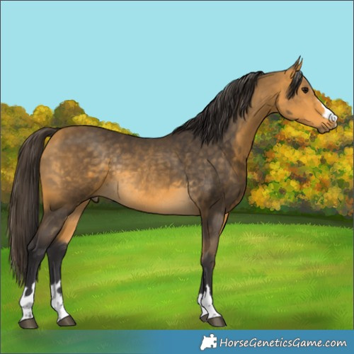 Horse Color:Buckskin Rabicano 