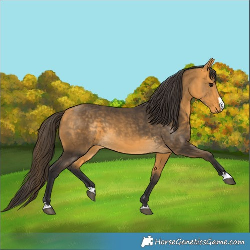 Horse Color:Buckskin 