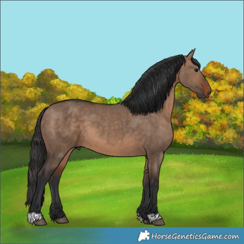 Horse Color:Brown Dun 