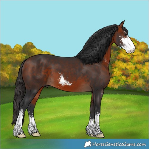 Horse Color:Bay Sabino