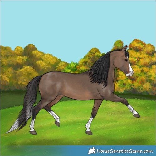 Horse Color:Brown Dun Splash 