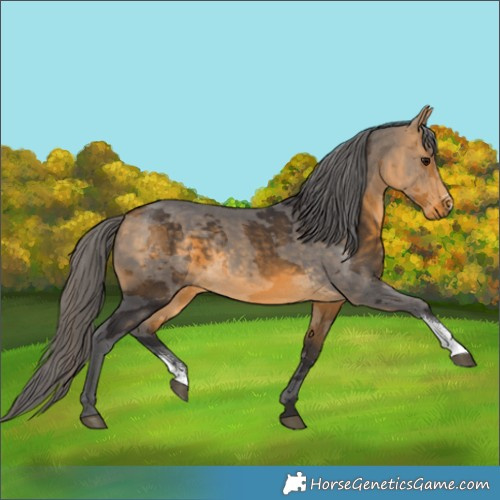 Horse Color:Buckskin Merle Sabino 