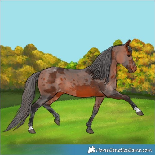 Horse Color:Bay Merle Varnish 