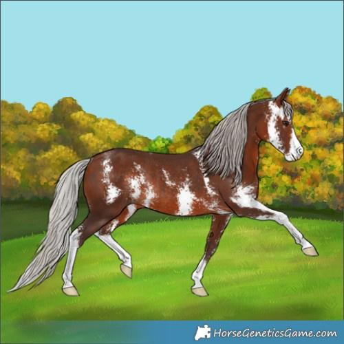 Horse Color:Silver Bay Sabino Rabicano 