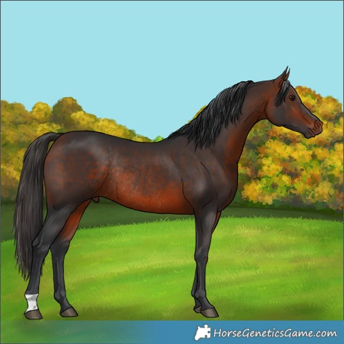 Horse Color:Bay Rabicano