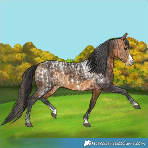 Horse Color:Bay Sabino Appaloosa  and Buckskin Merle Splash 
