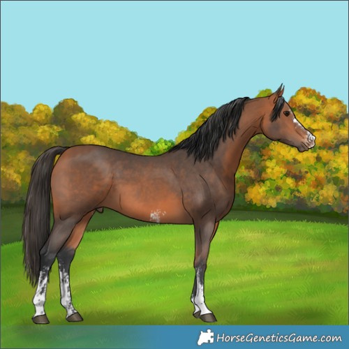 Horse Color:Bay Sabino