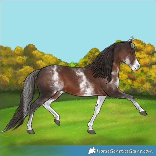 Horse Color:White Spotted Liver Chestnut 