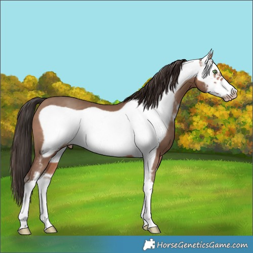 Horse Color:Sable Champagne Sabino Frame 