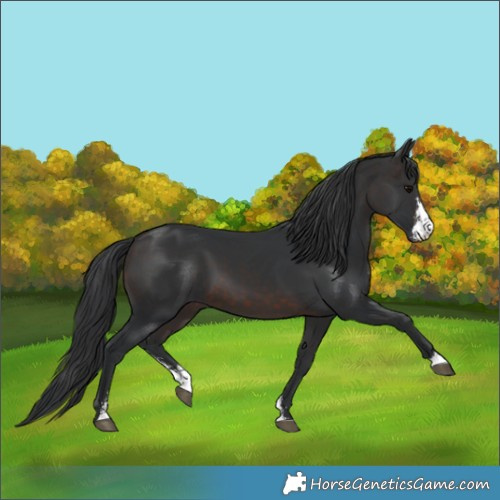 Horse Color:Brown Sabino 