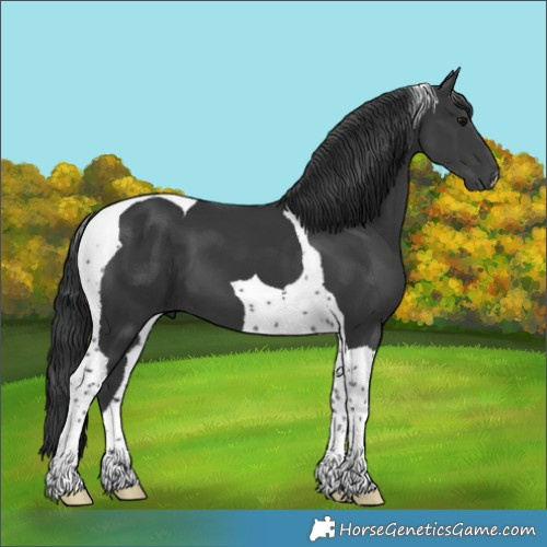 Horse Color:Black Tobiano 