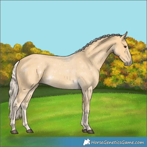 Horse Color:Palomino 