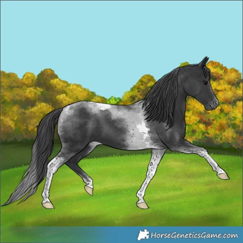 Horse Color:Black Tobiano 