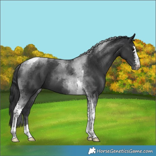 Horse Color:Black Tobiano