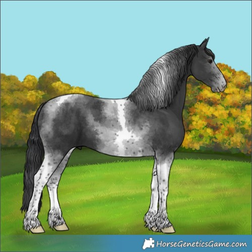 Horse Color:Black Tobiano 