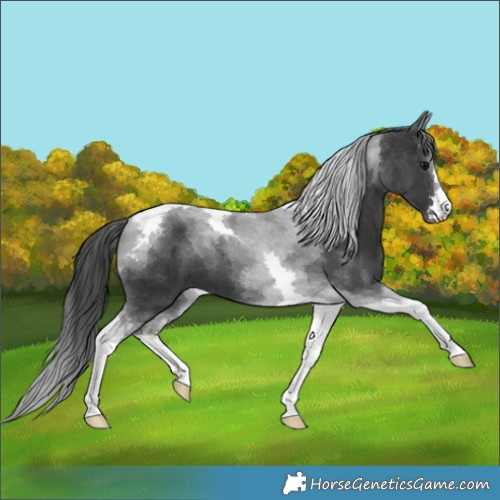 Horse Color:Black Tobiano 